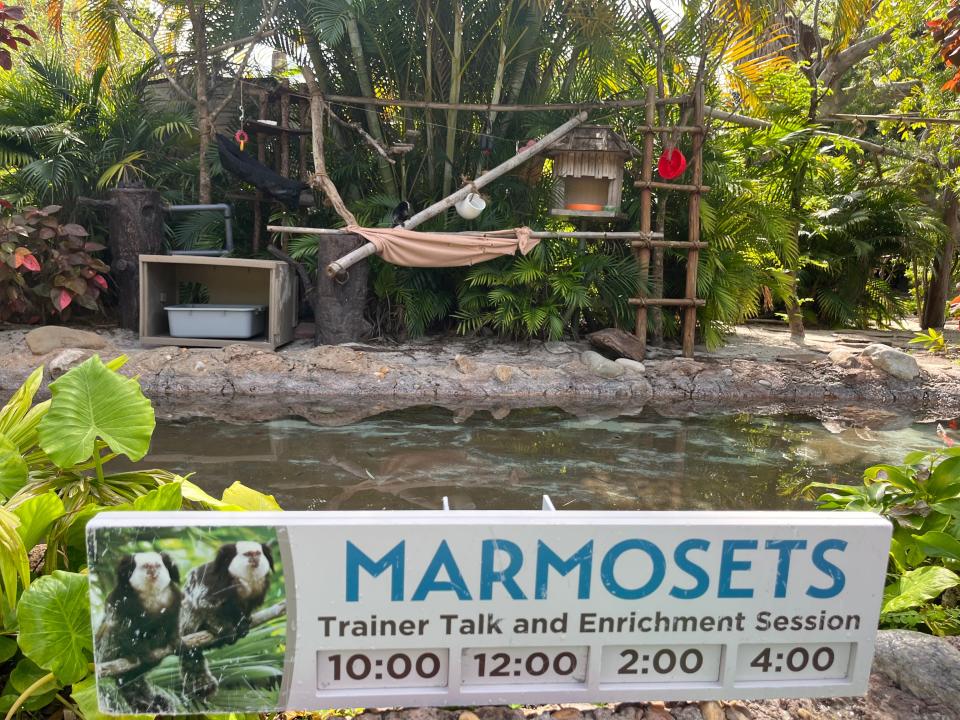 marmosets environment area at discovery cover marine life park in orlando