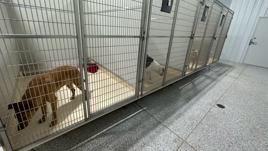 Police found 78 dogs living in unfit conditions at a woman's Norton Shores home. They were taken to an animal shelter to be evaluated. (Jan. 31, 2023)