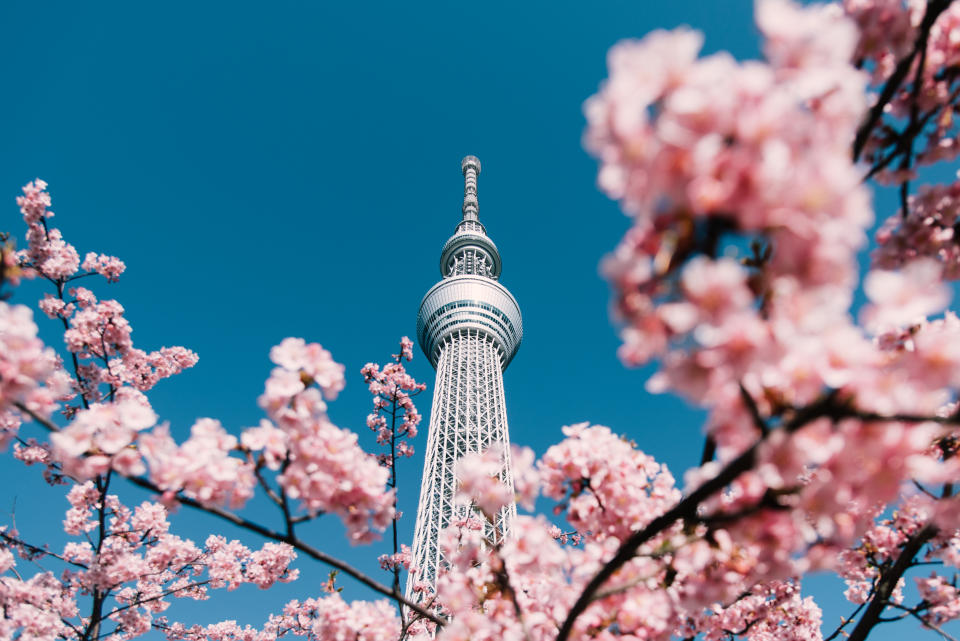 Cherry Blossom and Sakura with Tokyo Sky Tree in Japan.