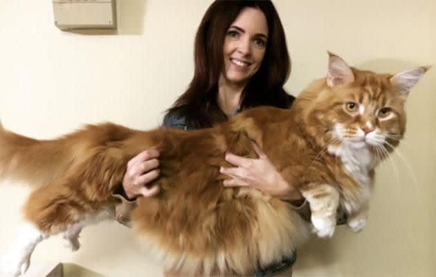 Omar could be the world's longest cat. Photo: Instagram