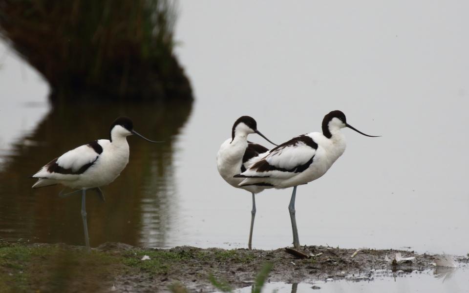 Some locals from the Holkham National Nature Reserve