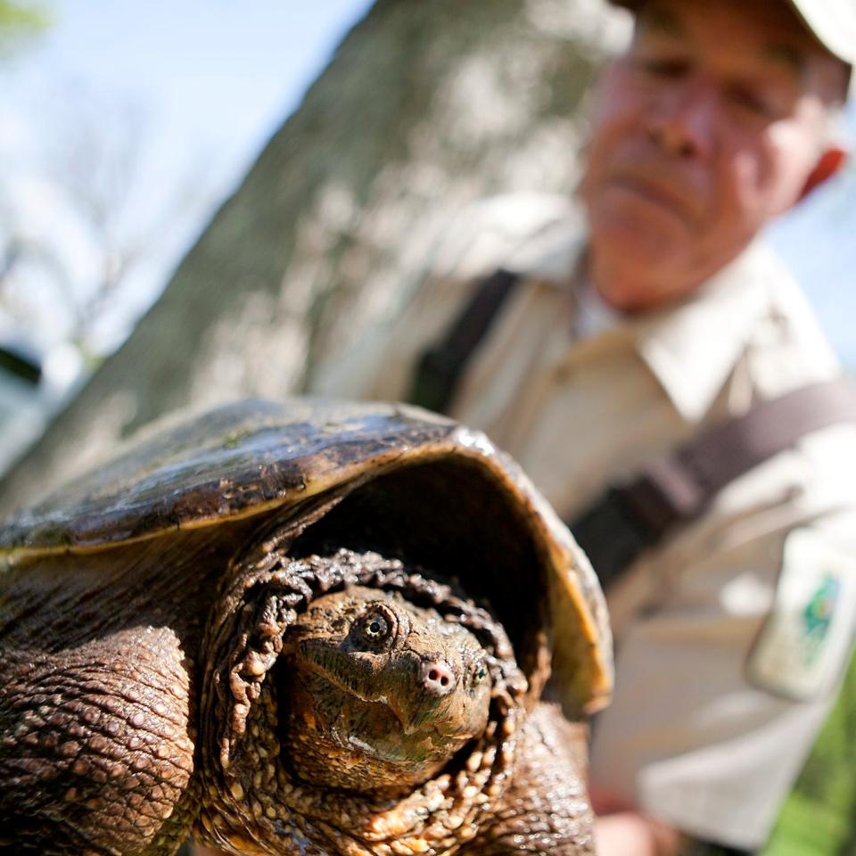 Illinois Department of Conservation Fish Biologist Ken Russell holds an alligator snapping turtle during a Galesburg Youth Fishing Derby at Lincoln Park. STEVE DAVIS/The Register-Mail