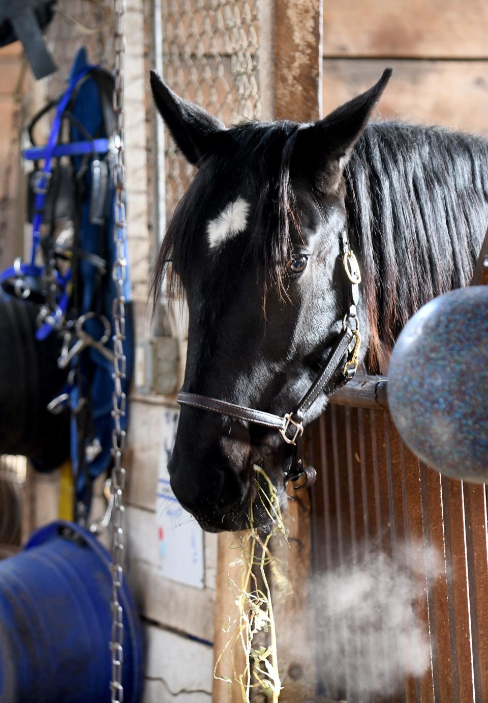 Intense Storm, whose nickname is Hagrid, is shown at Harvey Stable at the Stark County Fairgrounds in Canton.