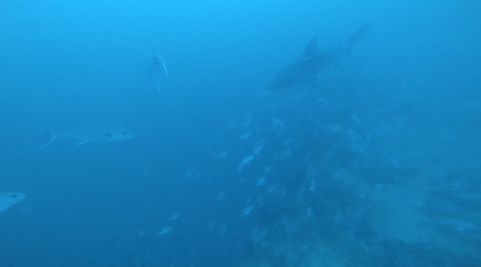 A shark, amberjack and snapper can be seen in a sinkhole in June near Tampa, Florida.