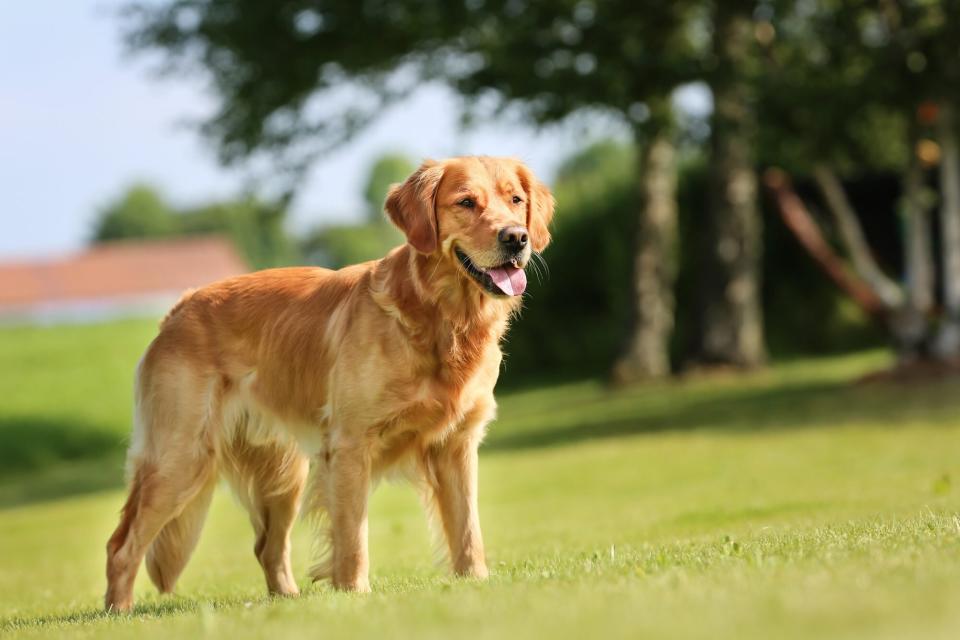 american golden retriever standing in grass, tall, medium golden coat