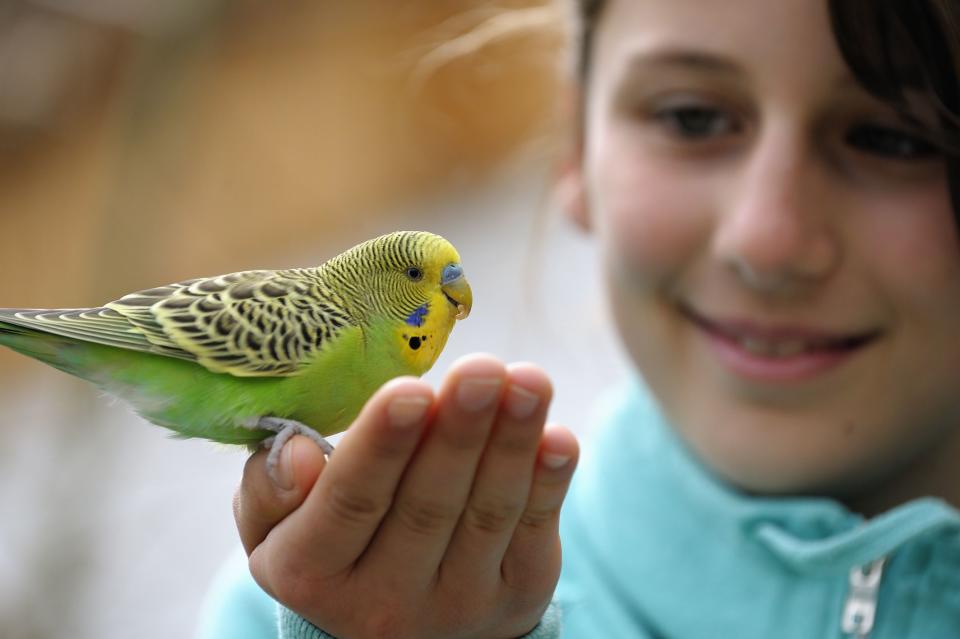 10 Small Pet Birds That Are Great for Families