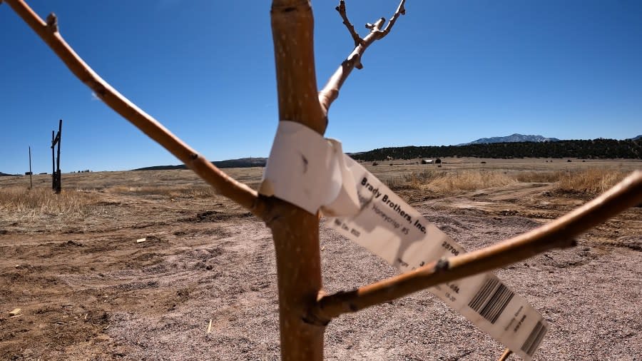 Several other trees were planted on the property to help create the memorial garden.