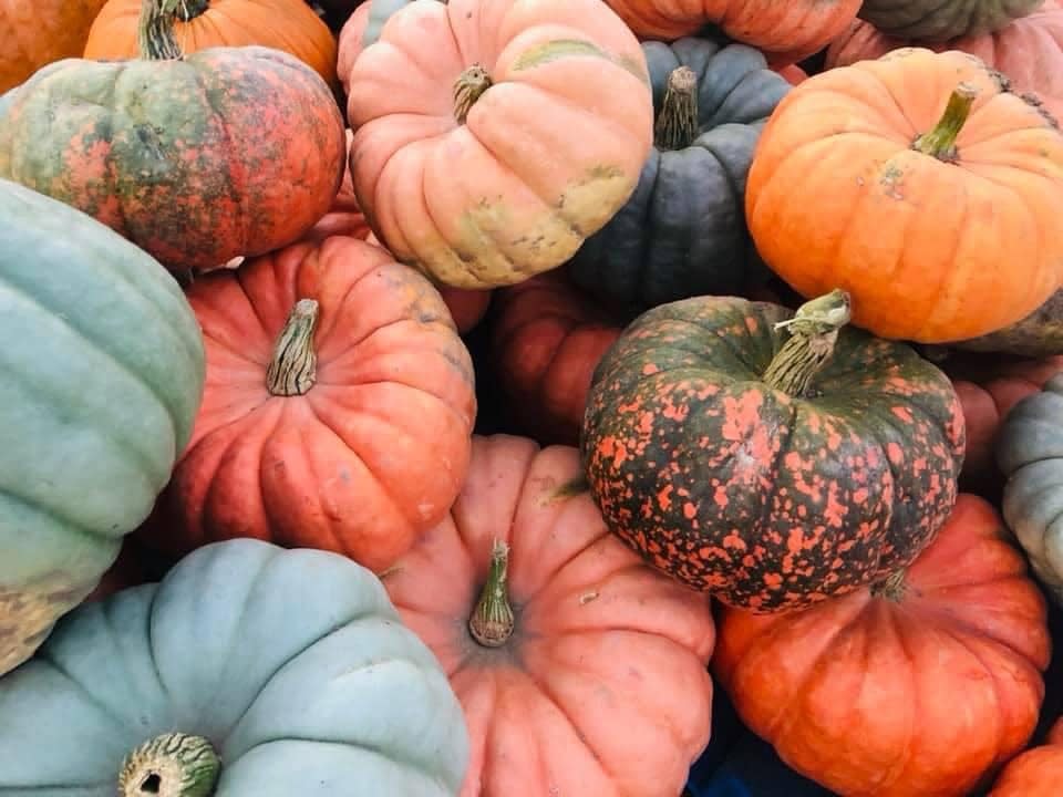 A selection of colorful pumpkins at Savicki's Farm Market.