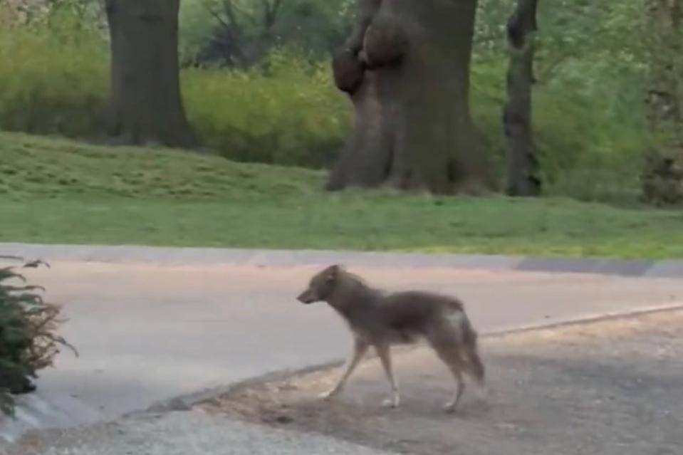 A jogger encountered the canine of his morning run. Brett Cohn/X