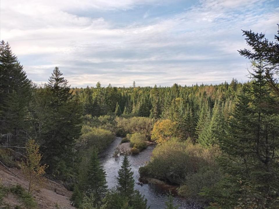 New Brunswick applies 20 different royalty rates to trees cut on Crown land, depending on size, species and quality. Earnings this year are projected to be $92.8 million. It's both a record and well below expectations. (Submitted by Ben Sweet - image credit)