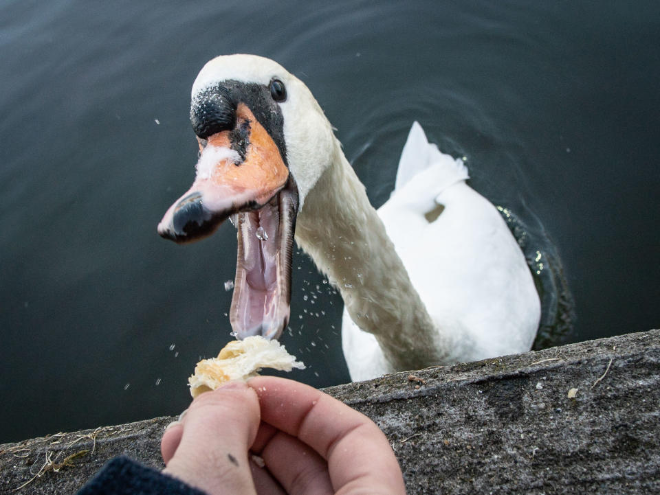 Die besten Tierfotos der Woche (13.10. bis 19.10.)