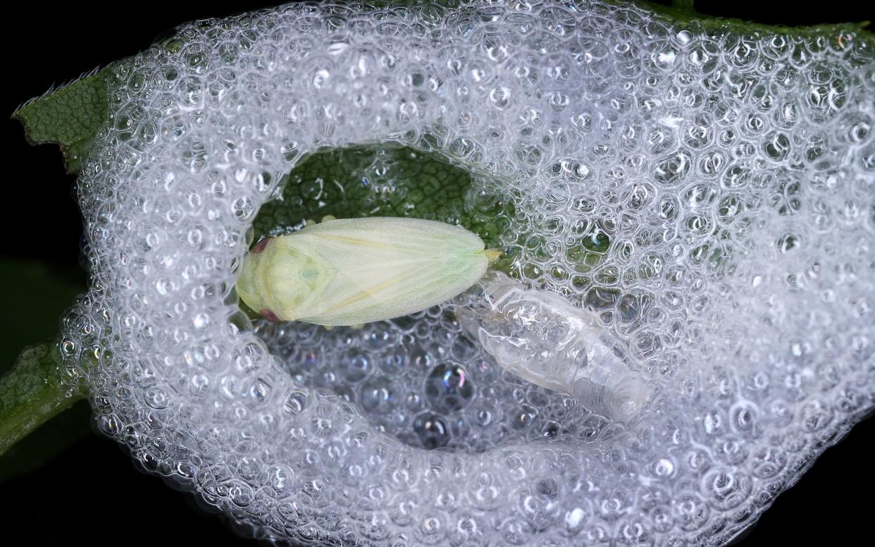 Spittlebugs are one of the chief carriers of Xylella fastidiosa - Gernot Kunz