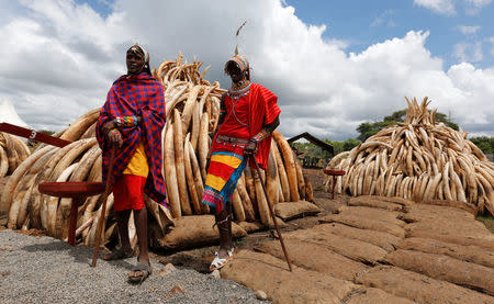 Traditional Maasai tribesmen pose for a photograph near elephant tusks, part of an estimated 105 tonnes of confiscated ivory to be set ablaze, stacked onto a pyre at Nairobi National Park near Nairobi, Kenya, April 28, 2016. REUTERS/Thomas Mukoya