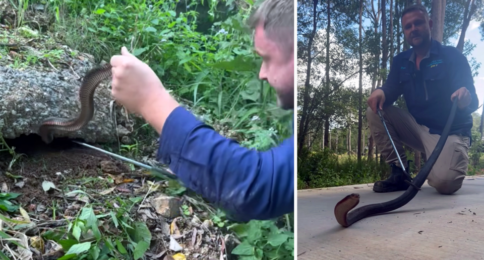 Mr Rumsey said though rare, if bitten by one of these deadly animals you'd have only hours to seek treatment. Source: Sunshine Coast Snake Catchers. 