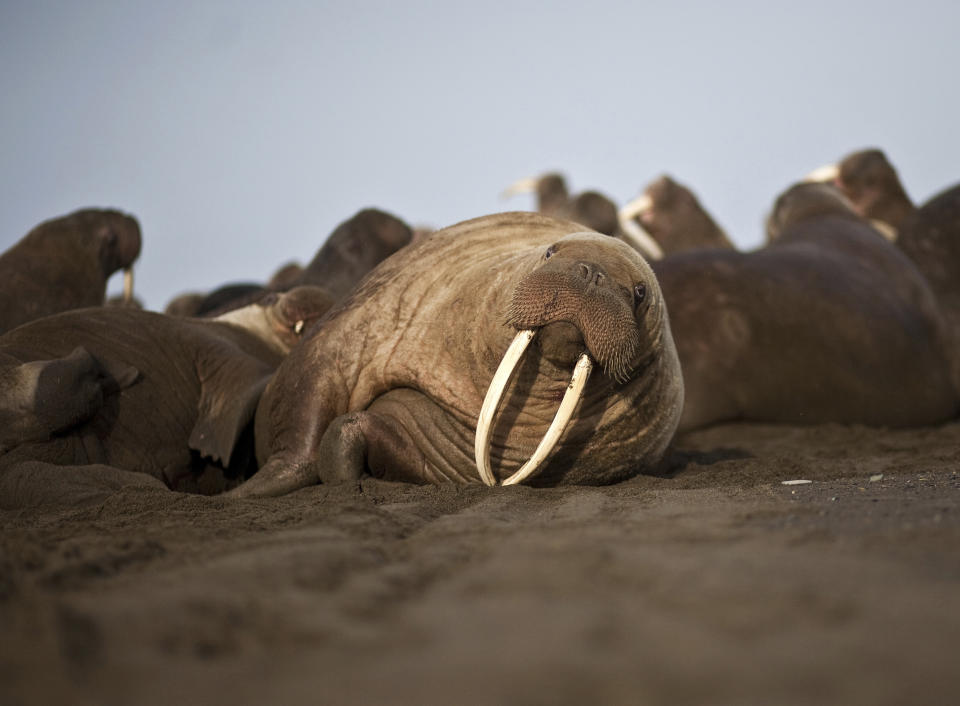 File- This photo provided by the United States Geological Survey shows a female Pacific walrus resting, Sept. 19, 2013 in Point Lay, Alaska. The World Wildlife Conference on trade in fauna and flora known as CITES which takes place every three years, aims to make sure that international trade in specimens of wild animals and plants doesn’t jeopardize their survival. (Ryan Kingsbery/U.S. Geological Survey via AP)