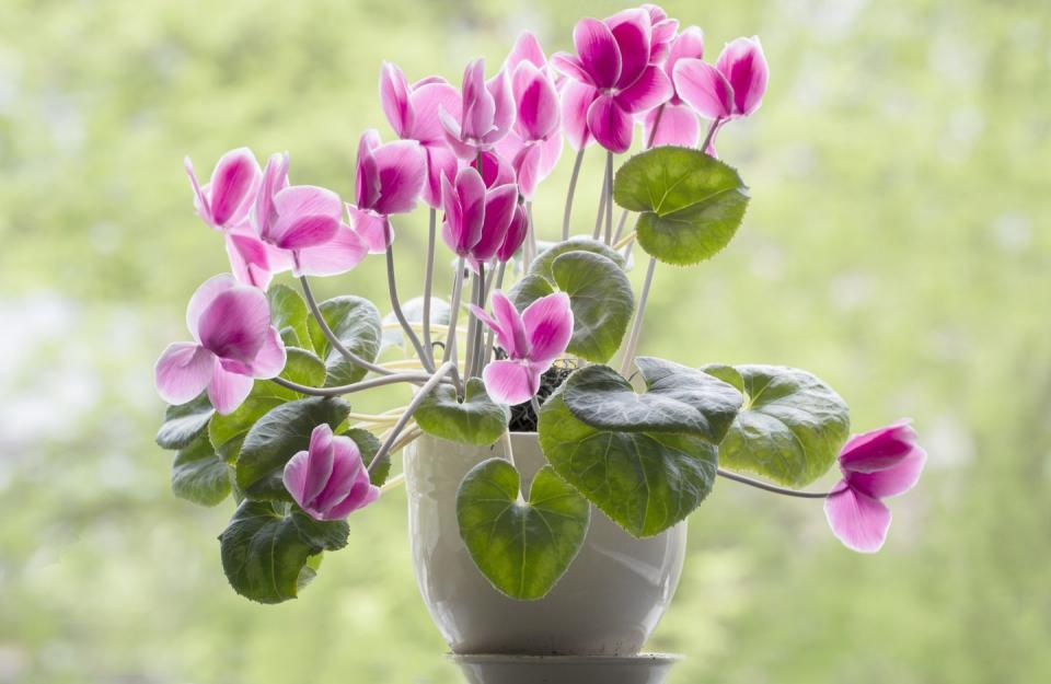 <p>Brighten up a dull windowsill with these easy-to-grow indoor plants. With the correct temperature, and just a little water, they'll thrive beautifully. </p><p><a class="link " href="https://www.thompson-morgan.com/p/cyclamen-persicum-metis-series/KB0885TM" rel="nofollow noopener" target="_blank" data-ylk="slk:BUY NOW VIA THOMPSON & MORGAN;elm:context_link;itc:0;sec:content-canvas">BUY NOW VIA THOMPSON & MORGAN</a></p>