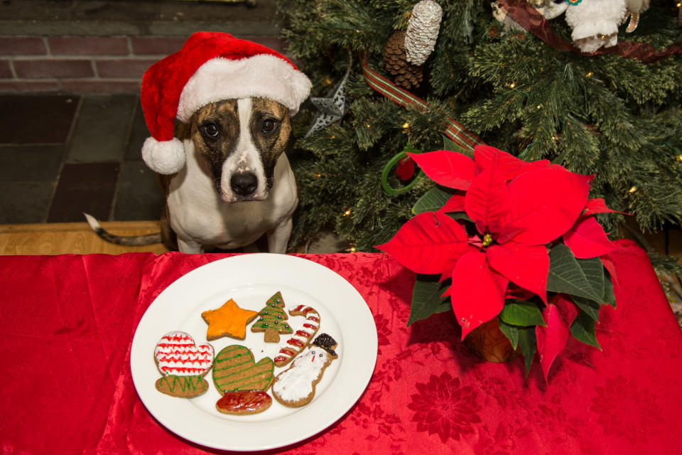 A cute dog waiting for Santa with home made cookies.