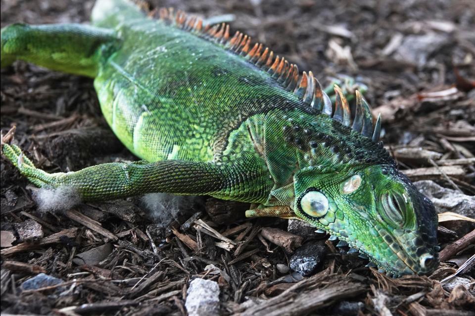 A stunned iguana lies in the grass at Cherry Creek Park in Oakland Park, Florida. The National Weather Service Miami said residents shouldn't be surprised if they see iguanas falling from trees as lows drop into the 30s and 40s. Jan. 22, 2020