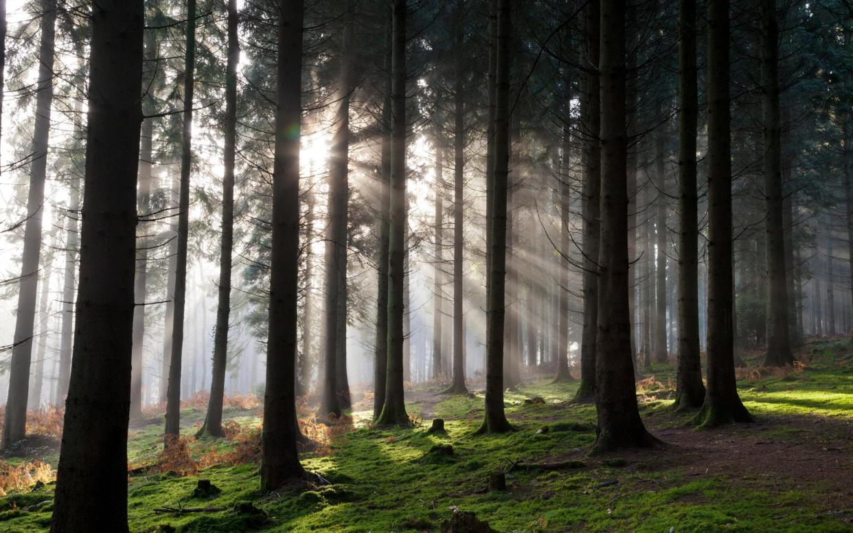forest of dean - iStock