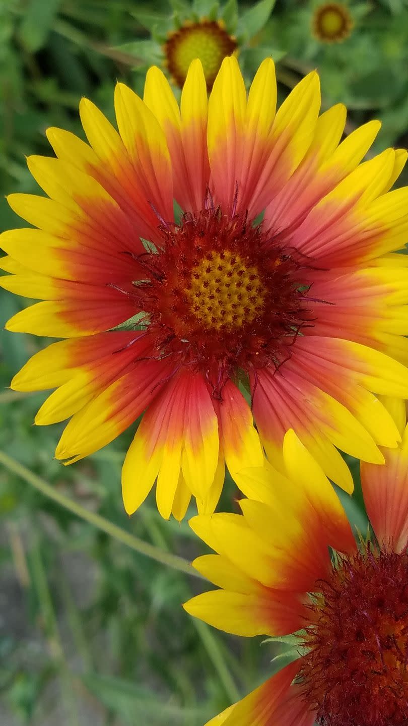 yellow flower