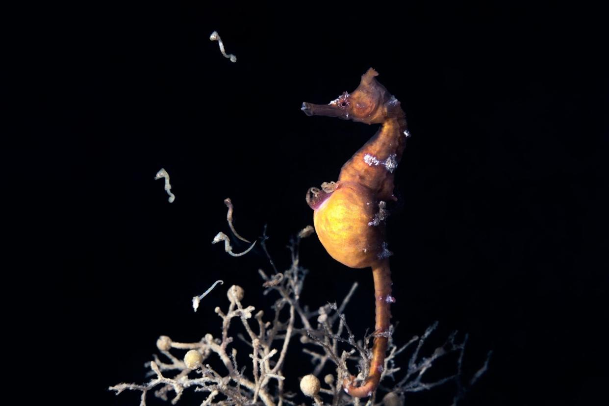 Male Korean seahorse (Hippocampus haema) giving birth.