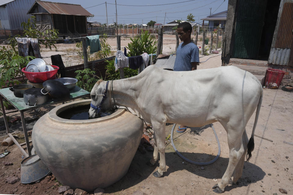 Yem Sam-eng, 43, who is among the families relocated from Cambodia's archaeological site, takes his cow for drinking water in a jar behind his new home at Run Ta Ek village in Siem Reap province, Cambodia, on April 2, 2024. Cambodia's program to relocate people living on the famous Angkor archaeological site is drawing international concern over possible human rights abuses, while authorities maintain they're doing nothing more than protecting the UNESCO World Heritage Site from illegal squatters. (AP Photo/Heng Sinith)