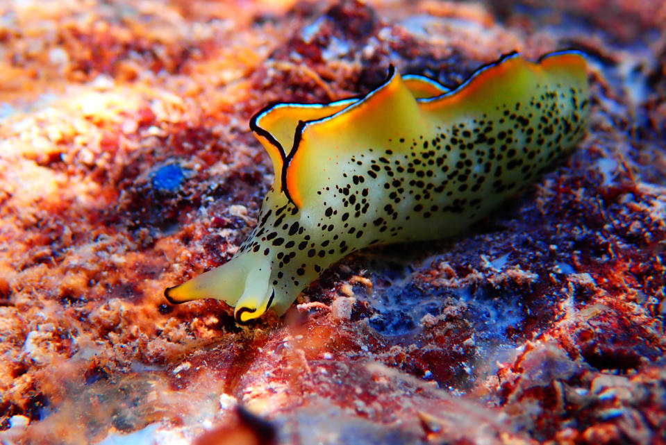 A sea slug