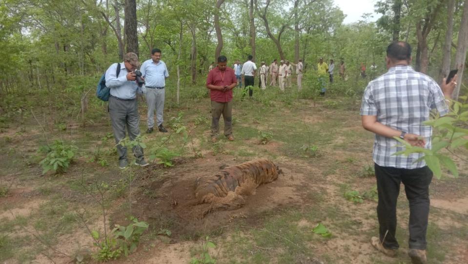 Officials monitor the carcass of a tiger allegedly killed due to electrocution in July 2022 in Madhya Pradesh’s Umaria (Sourced/ The Independent)