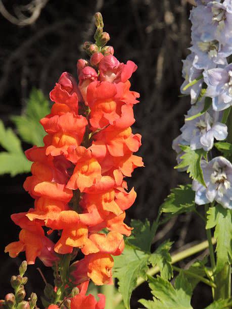 orangey red colored snapdragon