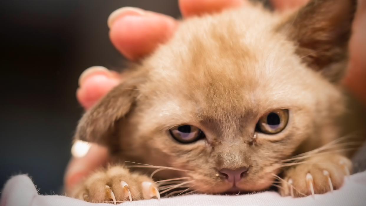 Burmese kitten