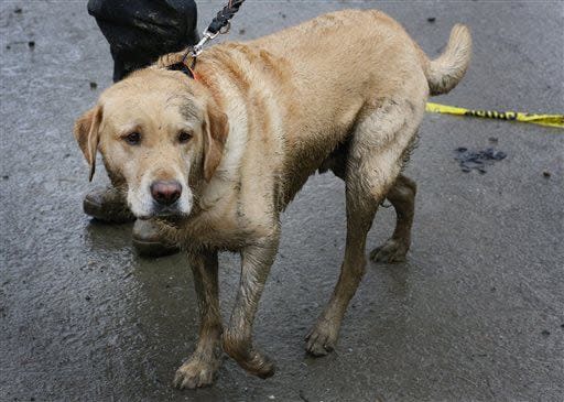 Rescue dog Nexus, muddy from working onsite, strolls the staging area at the west side of the mudslide on Highway 530 near mile marker 37, in Arlington, Wash., on Sunday, March 30, 2014. Periods of rain and wind have hampered efforts the past two days, with some rain showers continuing today. Last night, the confirmed fatalities list was updated to 18, with the number of those missing falling from 90 to 30. (AP Photo/Rick Wilking, Pool)