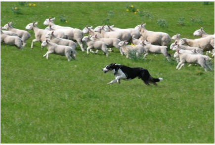 Herding