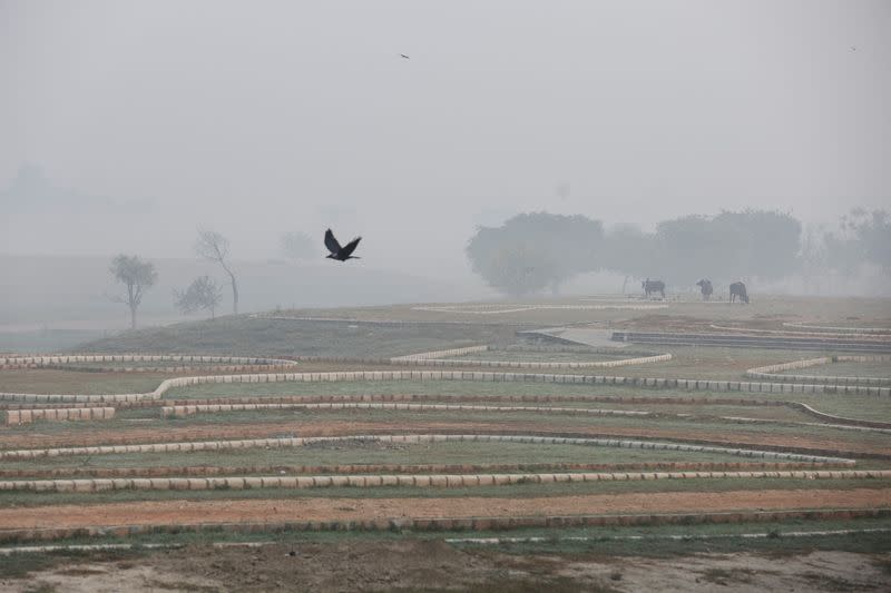 Cows graze in a park amidst the morning smog in New Delhi