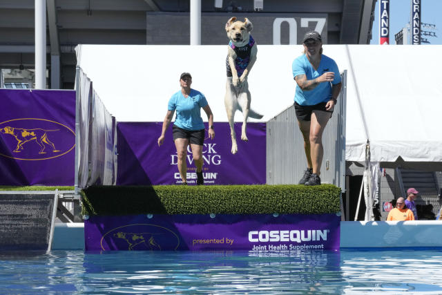 Piper participa en la competencia de salto al agua durante el concurso 147mo. del Westminster Kennel Club Dog, el sábado 7 de mayo de 2023 en el Centro Nacional de Tenis Billie Jean King de la USTA en Nueva York. (AP Foto/Mary Altaffer)