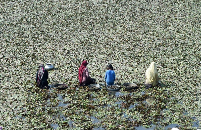 A mat of water chestnut leaves in Pakistan.