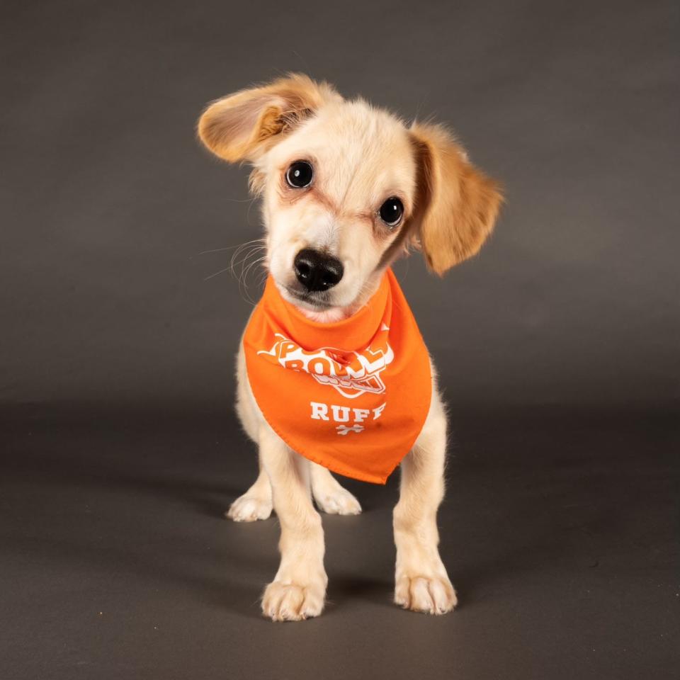 Cannon is playing for "Team Ruff," while Wilbur is a cheerleader in this year's Puppy Bowl.