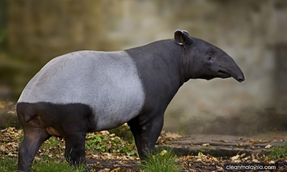 Som Forest: Home to tapirs and elephants or mining site for Pahang royals?