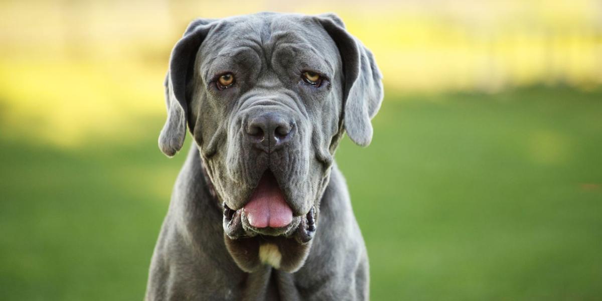 Top 25 Most Affectionate Large Breed Dogs