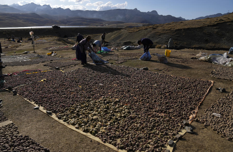 Papas congeladas se secan al sol en medio de temperaturas extremadamente frías en la montaña La Cumbre, en las afueras de La Paz, Bolivia, el miércoles 6 de julio de 2022. (AP Foto/Juan Karita)