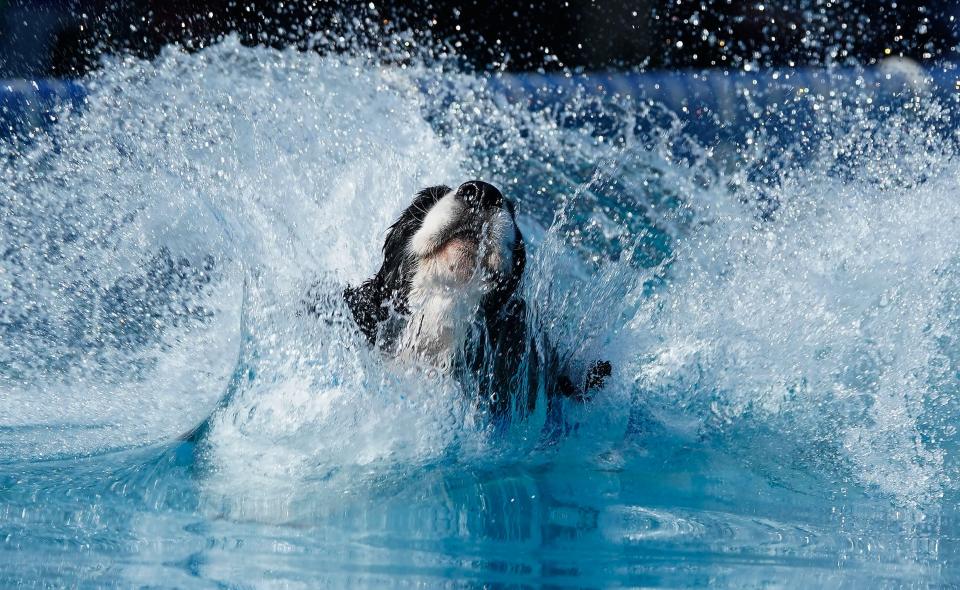 A dog participates in dock diving during the Annual Westminster Kennel Club Dog Show at USTA Billie Jean King National Tennis Center in New York City on May 6, 2023.