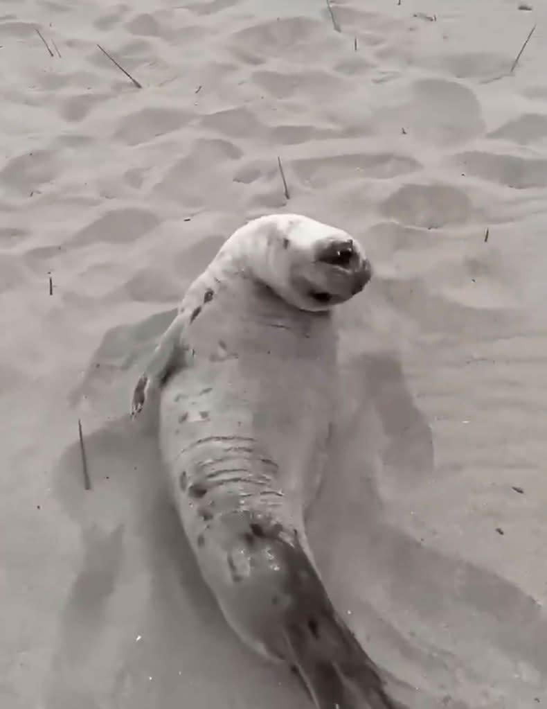 Seal in the “banana pose” are typically healthy on the beaches, Pryor told The Post. Mayor Eric Adams/V