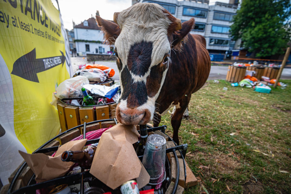 Cows on Sheepâs Green in Cambridge graze around and picks through litter left behind by last nightâs revellers. July 5 2020. 