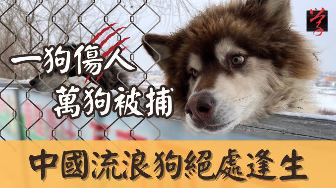 中國多地近日開展緊急犬隻管理，捕殺流浪狗的新聞層出不窮，民衆開始廣泛關注動物權益。