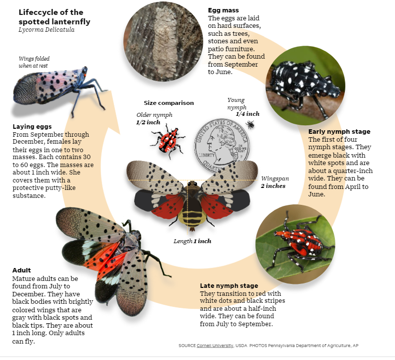 The many stages and changing looks of a spotted lanternfly. One generation lasts from about May to October.