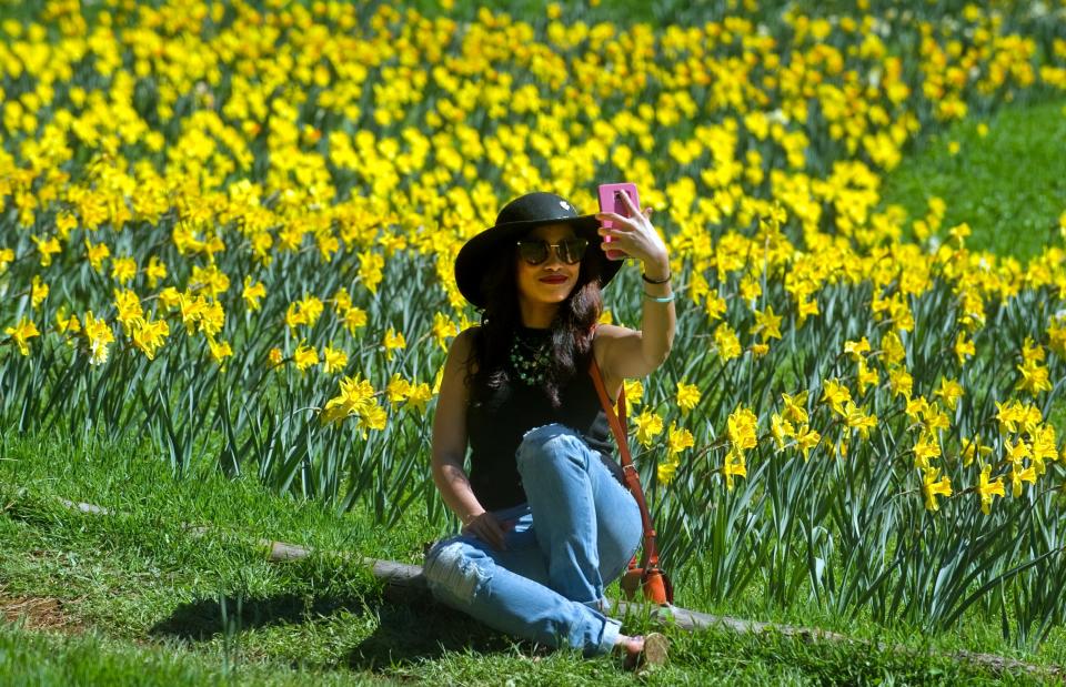 Winnie Williams of Sacramento takes a selfie in front a field of daffodils on the opening day of Daffodil Hill near the Mother Lode town of Volcano in Amador County. The flowers create a colorful and picturesque background that adds context to the photo.