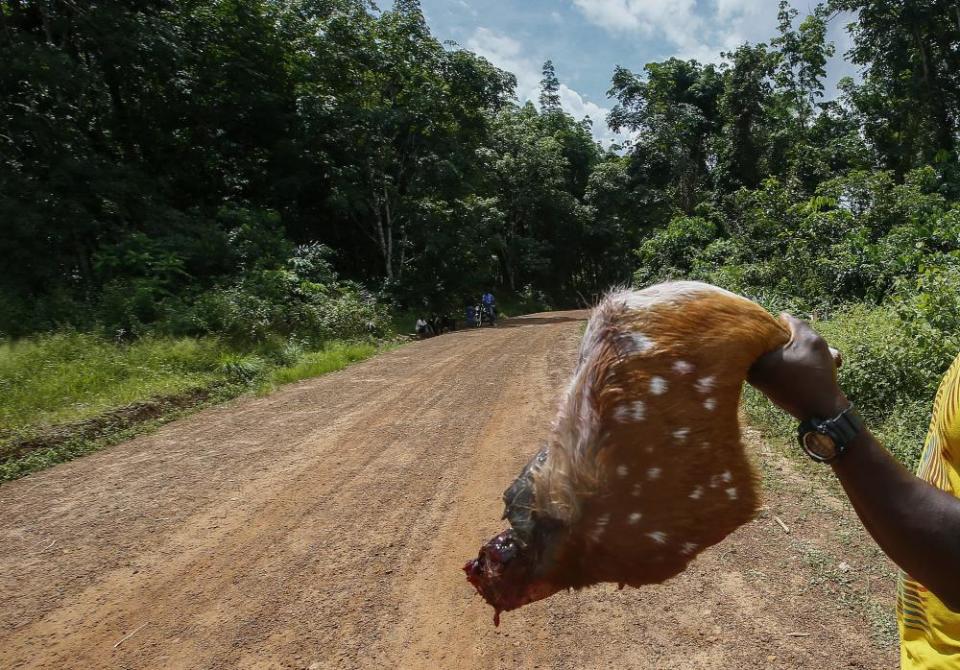 A Liberian hunter holds up the leg of a Red Deer to sell as bushmeat on a roadside in Grand Bassa county, Liberia.