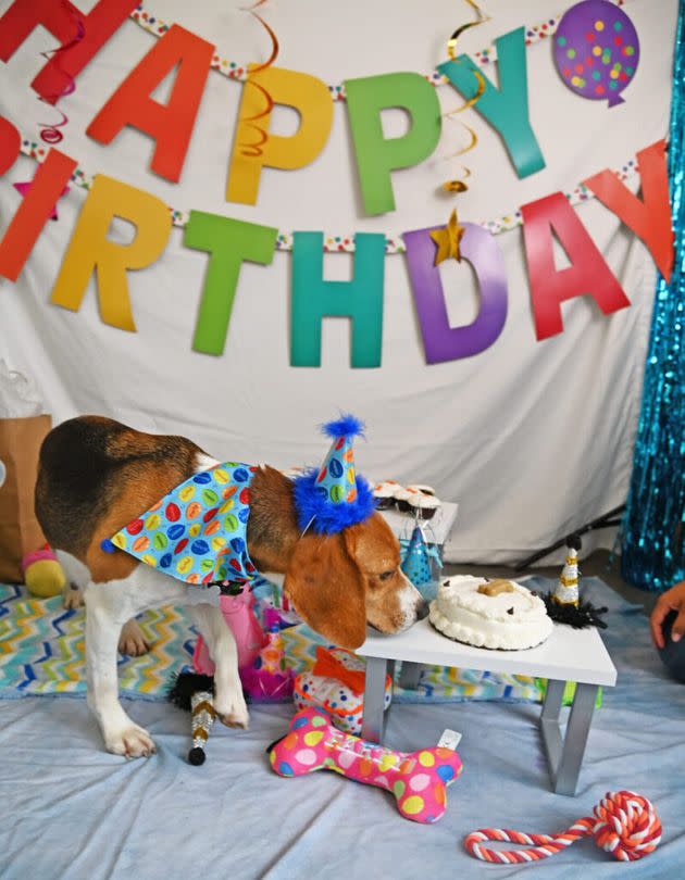 Wales the beagle checking out the cake situation. (Photo: Helen Woodward Animal Center)
