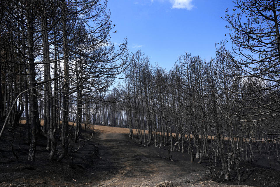 A view of burnt forest on Evia island, about 181 kilometers (113 miles) north of Athens, Greece, Thursday, Aug. 12, 2021. Greek Prime Minister Kyriakos Mitsotakis says the devastating wildfires that burned across the country for more than a week amount to the greatest ecological catastrophe Greece has seen in decades. (AP Photo/Petros Karadjias)