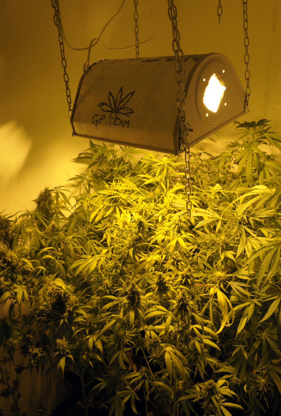 Marihuana plants are seen being grown inside a closet made for that purpose at a private house in Montevideo, Uruguay,Wednesday, Nov. 14, 2012. Uruguayans used to call their country the Switzerland of Latin America, but its faded grey capital seems a bit more like Amsterdam now that its congress has legalized abortion and is drawing up plans to sell government-grown marijuana. (AP Photo/Matilde Campodonico)