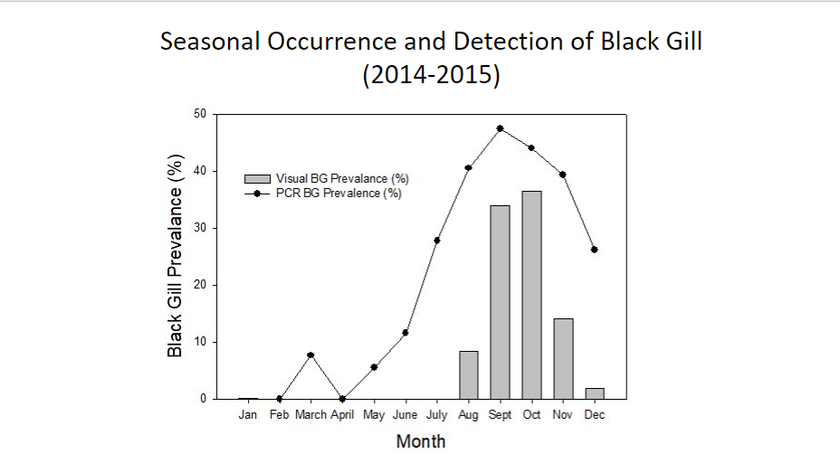 Black gill's activity from 2014 to 2015 was largely limited to August through December, according to data collected by Marc Frischer's lab.